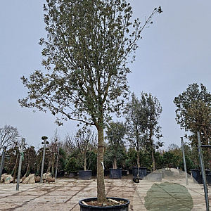 Quercus ilex 180 cm stam container 50-60