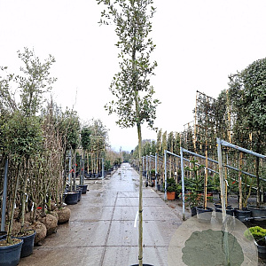 Quercus ilex 180 cm stam container 8-10