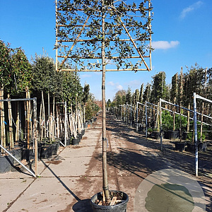 Quercus ilex 180 cm stam container Leivorm