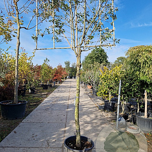 Quercus ilex 180 cm stam container Leivorm