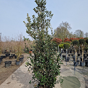 Quercus ilex 200-250 cm 35L