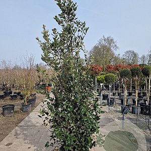Quercus ilex 200-250 cm 35L