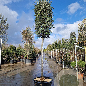 Quercus ilex 200 cm stam cont. 230L 20-25