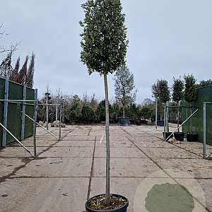 Quercus ilex 200 cm stam container 18-20