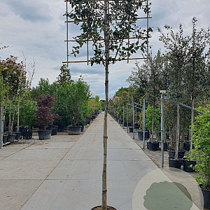 Quercus ilex 200 cm stam container 16-18 lei 150x150