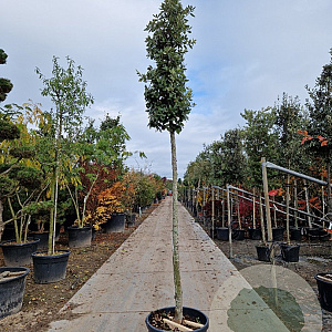 Quercus ilex 200 cm stam container 14-16 hoge lei
