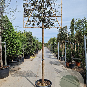 Quercus ilex 200 cm stam container 10-12 extra