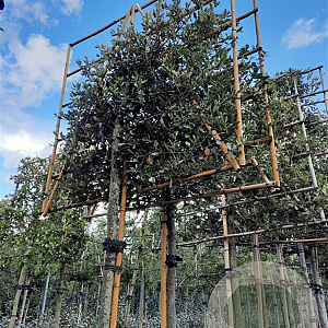Quercus ilex 200 cm stam container 10-12 extra
