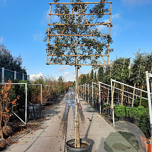 Quercus ilex 200 cm stam container 10-12 extra