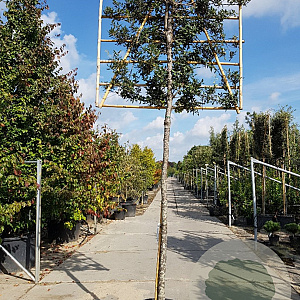 Quercus ilex 200 cm stam container 10-12 extra