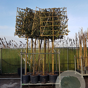 Quercus ilex 200 cm stam container leiboom