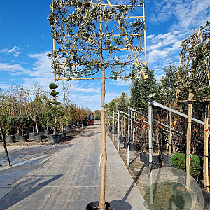 Quercus ilex 200 cm stam container leiboom