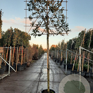 Quercus ilex 200 cm stam container leiboom