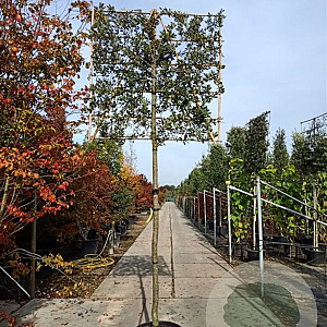 Quercus ilex 200 cm stam container leiboom