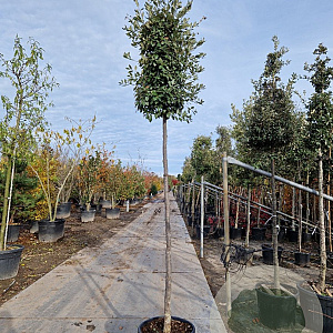 Quercus ilex 220 cm stam container 18-20 lei 150x120