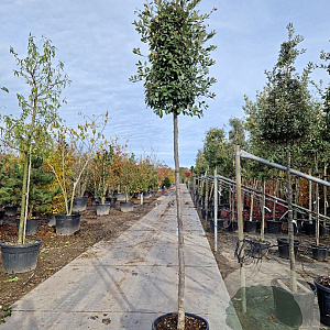 Quercus ilex 220 cm stam container 18-20 lei 150x120
