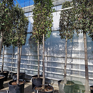 Quercus ilex 220 cm stam container 20-25