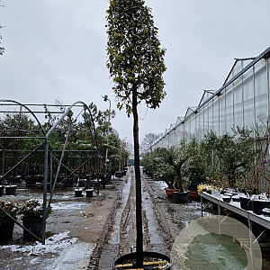 Quercus ilex 220 cm stam container 20-25