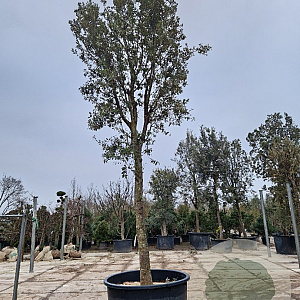 Quercus ilex 220 cm stam container 40-50