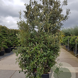 Quercus ilex 250-300 cm cont. 150L