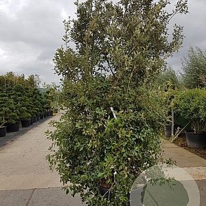 Quercus ilex 250-300 cm cont. 150L