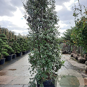 Quercus ilex 250-300 cm cont. 150L
