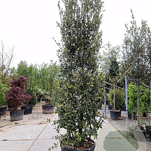 Quercus ilex 300-350 cm cont. 125L