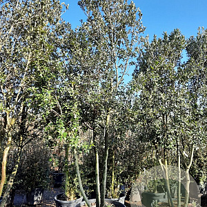 Quercus ilex 300-350 cm cont. 230L paraplu