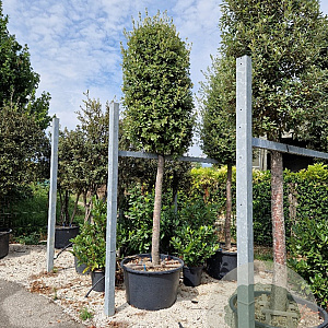 Quercus ilex 30-35 HO container