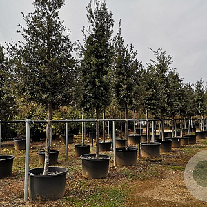 Quercus ilex 30-35 HO container