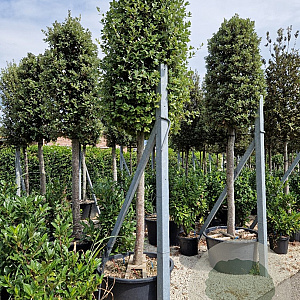 Quercus ilex 30-35 HO container