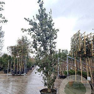 Quercus ilex 350-400 cm cont. 130L meerstammig