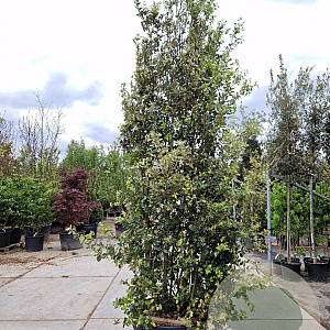 Quercus ilex 375-400 cm cont. 125L