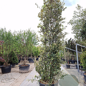 Quercus ilex 400-450 cm cont. 150L