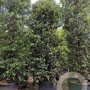 Quercus ilex 400-450 cm cont. 500L meerstammig extra
