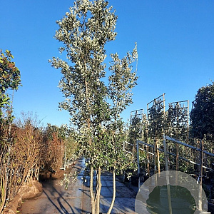 Quercus ilex 400-450 cm container struik