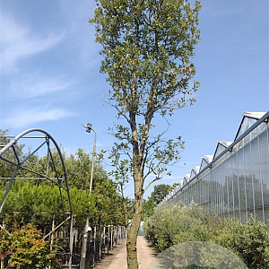 Quercus ilex 500-550 cm container