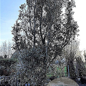Quercus ilex 550-600 cm container solitair