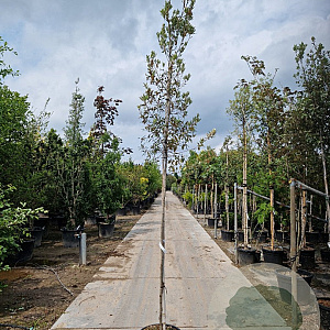 Quercus ilex 6-8 HO 35L