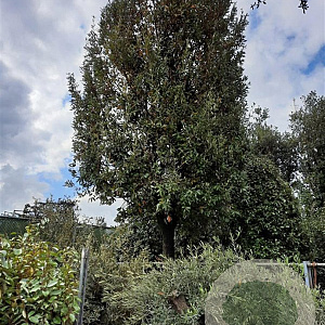 Quercus ilex 70 cm container 60-80
