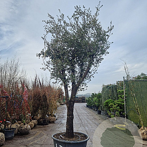 Quercus ilex rotundifolia 100 cm stam container