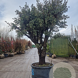 Quercus ilex rotundifolia 50 cm container 80-100