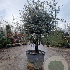 Quercus ilex rotundifolia 50 cm stam container 40-45
