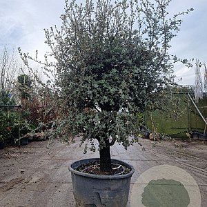 Quercus ilex rotundifolia 50 cm stam container 40-45