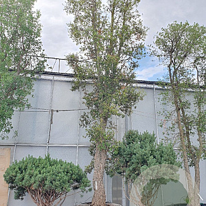 Quercus suber 100 cm stam draadkluit