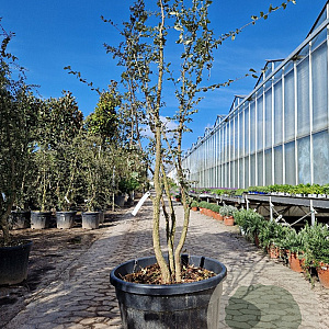Quercus suber 175-200 cm cont. 130L multi bol