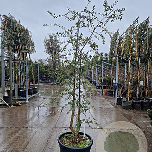 Quercus suber 175-200 cm cont. 70L meerstammig