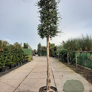 Quercus suber 180 cm stam container 25-30