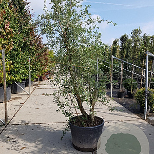 Quercus suber 200-250 cm cont. 150L meerstammig