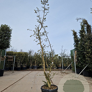 Quercus suber 200-250 cm 45L meerstammig solitair